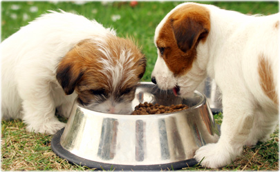 Puppy Feeding